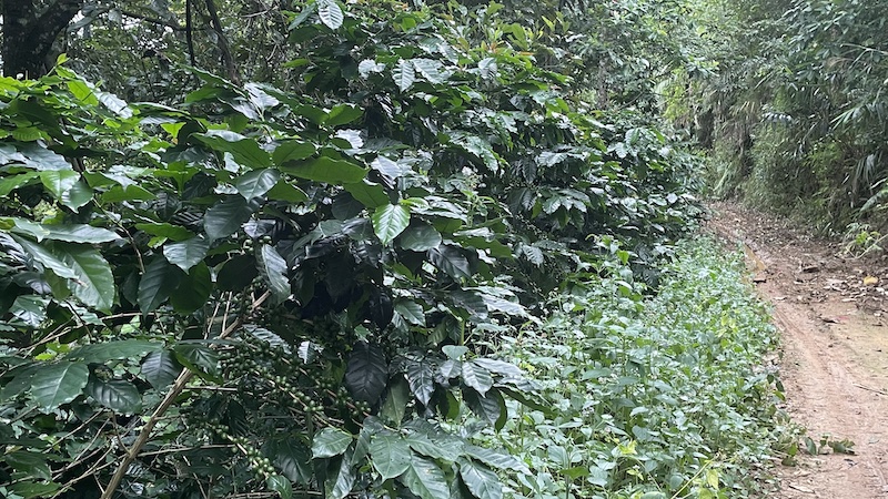 Nông trại cà phê FrontStreet Coffee
