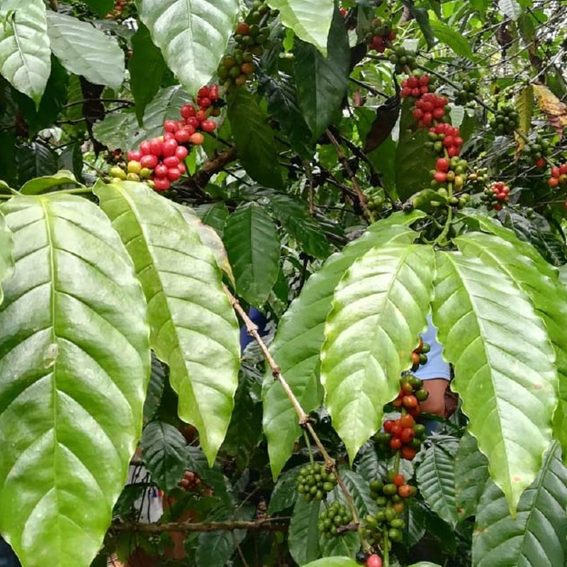 Ethiopia Guji Grana Geisha rang nhạt Yirgacheffe pha phin lạnh SOE Ý rang đậm cà phê hạt cho ấm Moka