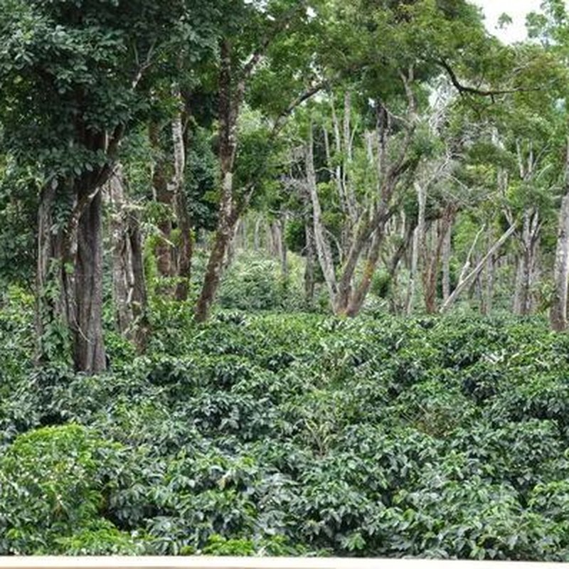 Panama Hacienda La Esmeralda nhãn xanh Geisha Gesha rang xay mới nguyên chất pha tay cà phê hạt 100g