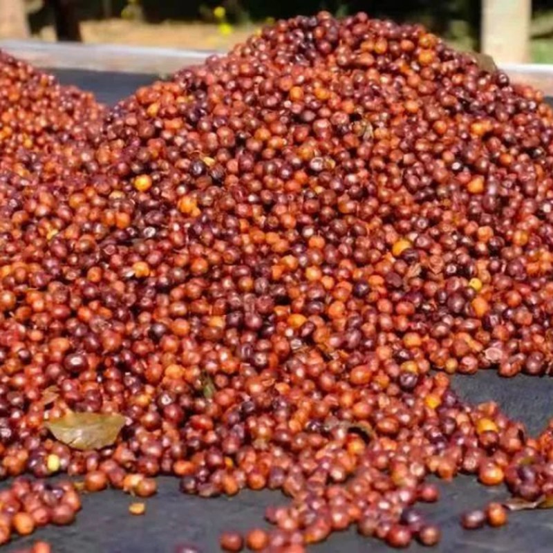 Cà phê hạt Ethiopia Gesha Village Chaka/Red Label Bench Maji rang vừa nhạt pha pour-over