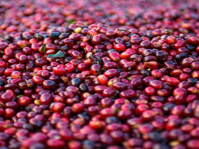 Cà phê túi lọc Geisha | Geisha là loại hạt cà phê gì? Cà phê Geisha đặc biệt ở đâu? Có gì đáng giới thiệu cho túi lọc cà phê Panama Geisha ngon, bình dân?