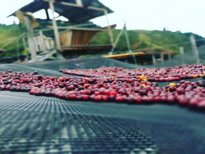 Cà phê hạt đơn hương hoa quả | Vùng cà phê đặc sản châu Phi ở đâu? Gợi ý cà phê hạt Ethiopia pha pour-over thân thiện với người mới, hiệu quả cao về giá