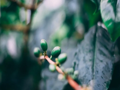 Kiến thức cà phê phổ thông, hành trình phát triển của Arabica · Typica. Cà phê Blue Mountain Vân Nam có phải là Typica không