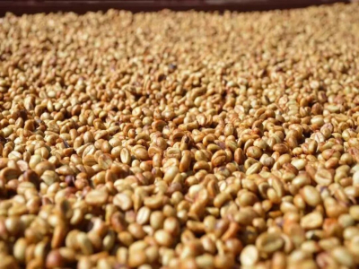 Chế biến mật ong Honey Process｜Chế biến mật ong là gì? Quá trình chế biến mật ong diễn ra như thế nào? Mật ong trắng, mật ong đỏ, mật ong vàng, mật ong đen có những khác biệt gì?