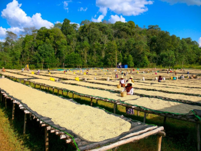 Coffee Yirgacheffe｜Yirgacheffe rang nhạt hay rang vừa ngon hơn? Lựa chọn nhập môn cà phê specialty kinh điển Ethiopia Yirgacheffe gợi ý hạt cà phê chất lượng cao