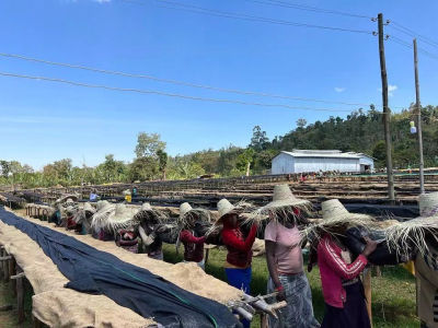 Cà phê Yirgacheffe có ngon không? Hạt cà phê Shepherd có vị ngọt dịu mượt như lụa, tại sao cà phê của hợp tác xã Gutingding lại có hương hoa