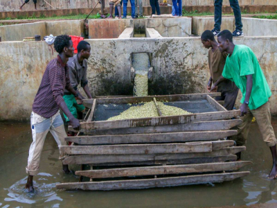 Cà phê hạt phổ thông châu Phi | Cà phê Ethiopia có phù hợp để pha pour-over không? Yirgacheffe chế biến khô hay chế biến ướt loại nào ngon hơn? Gợi ý cà phê hạt rang nguyên chất pha pour-over thân thiện với người mới, giá tốt