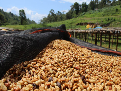 Giới thiệu các phương pháp chế biến phổ biến của hạt cà phê Arabica: Phương pháp giling basah (wet-hulled), phơi nắng cả vỏ quả (natural), honey process, wet-hulled, anaerobic khác nhau như thế nào?