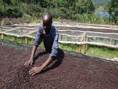 Cách pha Americano Hoa Khôi SOE｜Cách chọn SOE rang nhạt và SOE rang vừa của Sidamo Hoa Khôi? Thông số chiết xuất Espresso Hoa Khôi chế biến tự nhiên là bao nhiêu?