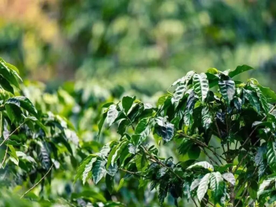 Các loại cà phê | Cà phê Geisha và cà phê Blue Mountain có những đặc điểm gì? Cà phê Boquete Geisha và Blue Mountain số 1 chế biến ướt khi pha có hương vị và cảm giác trong miệng như thế nào?