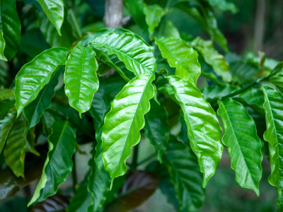 Cách uống cà phê bột Robusta, giới thiệu hạt cà phê Robusta, dạy bạn dùng hạt Robusta pha chế cà phê phin Việt Nam ngon