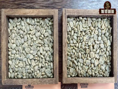 PNG coffee｜Vì sao cà phê Papua New Guinea lại được gọi là Blue Mountain nhỏ? Đặc trưng hương vị của Typica washed Chim Thiên Đường tại Sigri Estate là gì?