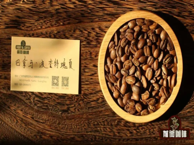 Cà phê Geisha là gì｜Tại sao hạt cà phê Geisha luôn được nhấn mạnh là Panama? Những vùng trồng cà phê nào đã trồng Geisha? Điều độc đáo của Geisha Panama là gì?