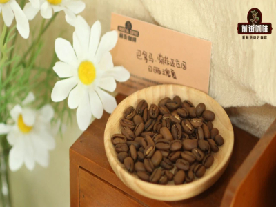 Hương vị cà phê Gesha｜Cà phê hạt Gesha rang nhạt hay rang đậm ngon hơn? Cà phê Gesha có nguồn gốc ở đâu? Hương vị cà phê Gesha Geisha được mô tả như thế nào?