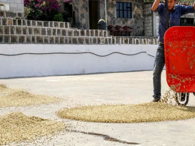 Cà phê Guatemala｜Vì sao cà phê Guatemala còn được gọi là 