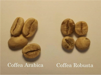 Cà phê đen pha bằng phương pháp pour-over từ Robusta có vị như thế nào? Hạt cà phê Robusta không thể làm cà phê single origin sao? Rô-bút và Robusta có phải là cùng một thứ không?