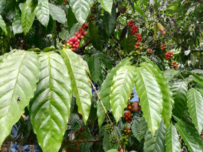 Cà phê Gesha Panama | Đặc điểm hương vị Gesha vùng Boquete là gì? Gợi ý thương hiệu cà phê hạt Gesha pha pour-over ngon, không đắt, nhất định phải mua cho người mới bắt đầu