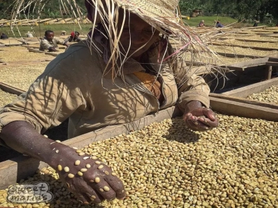 Đặc điểm của hạt cà phê Yirgacheffe sơ chế khô yếm khí, rang vừa nhạt – hương trái cây quyến rũ đậm đà, hương vị và cảm nhận cà phê Ethiopia Yirgacheffe Worka, giới thiệu về estate
