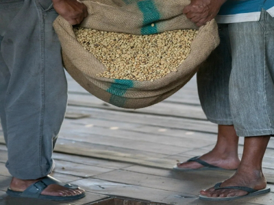 Giới thiệu về vùng trồng cà phê Indonesia｜Đặc điểm của hạt cà phê Golden Mandheling PWN là gì? Cách pha Golden Mandheling như thế nào? Cà phê đen Mandheling có phải là Americano không?