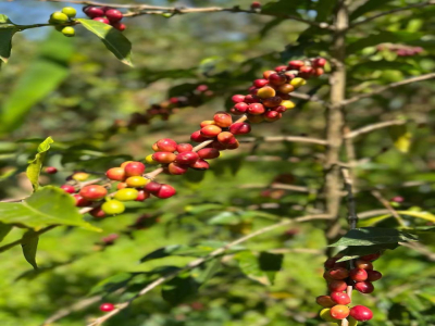 Ưu nhược điểm của cà phê decaf | Cà phê decaf (decaffeinated coffee) là gì? Làm thế nào để loại bỏ caffeine? Cà phê decaf có phải là cà phê specialty không?