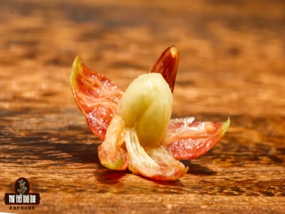 Rang cà phê｜Sự khác biệt về hương vị và đặc điểm cảm quan giữa các mức độ rang cà phê khác nhau là gì? Rang nhạt, rang vừa, rang đậm – loại hạt cà phê nào tốt cho sức khỏe hơn?