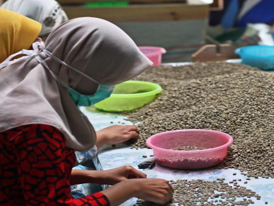 Cà phê hạt specialty có nhất định là cà phê hạt Arabica không? Mô tả đặc điểm hương vị và khẩu vị của giống cà phê Arabica