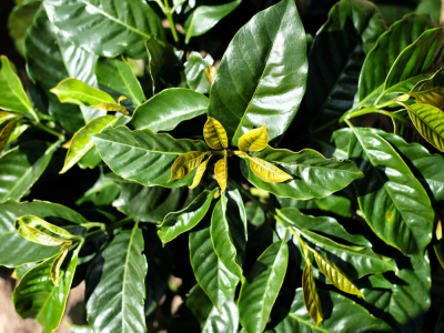 Hệ thống giống cà phê Arabica｜Các loại hạt cà phê Arabica gồm những loại nào? Sự khác biệt giữa Arabica và Robusta có lớn không?