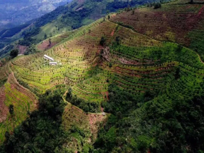 Cà phê Vân Nam | Cà phê Trung Quốc được trồng ở đâu? Tại sao Vân Nam phù hợp để trồng Arabica? Đặc điểm của các giống cà phê Vân Nam là gì?