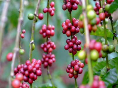 Đặc điểm hương vị của PWN Golden Mandheling｜Tại sao cà phê Indonesia Mandheling pha pour-over lại chua? Mandheling có phải là một giống cà phê không? Hương vị Mandheling đến từ đâu?
