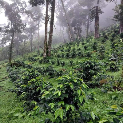 Cà phê hạt Panama Boquete Geisha rang vừa chế biến ướt Americano single origin pour-over specialty cà phê đen