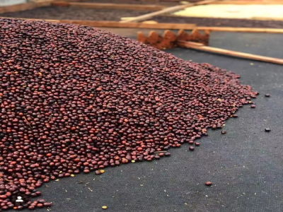 Cà phê hạt Caturra và Catuai đều thuộc loài Arabica phải không? Sự khác biệt về đặc điểm hương vị của hai loại này lần lượt là gì?