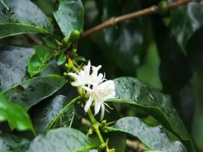Giống cà phê đặc sản Gesha｜Nguồn gốc của hạt cà phê Gesha có phải là Panama không? Đặc điểm của Gesha là gì? Hạt rang nhạt cao cấp pha phin nhỏ giọt