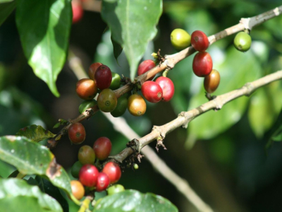 Đặc điểm và câu chuyện của hạt cà phê Costa Rica sơ chế mật ong. Làm thế nào để phân biệt cà phê mật ong vàng, đỏ, đen? Cà phê Arabica có vị ngọt cao có đặc điểm gì?