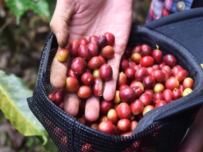 Câu chuyện nguồn gốc Mandheling｜Cà phê Indonesia Mandheling có hương vị và đặc điểm cảm quan gì? Cà phê hạt đơn specialty Indonesia pha pour-over có ngon không? Phương pháp ướt gọt vỏ (wet-hulled) của cà phê Indonesia là gì?