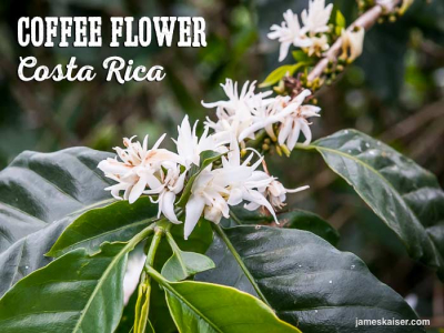 Hiểu và phân loại mô tả hương hoa trong cà phê|Yirgacheffe pha thế nào mới ngon? Cà phê Gesha có hương vị gì?