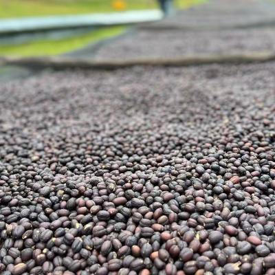 Yirgacheffe Konga phơi nắng pour-over châu Phi Ethiopia specialty SOE cà phê hạt rang đơn xuất xứ 100g