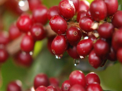 Kiến thức cơ bản về cà phê | Cà phê Typica và cà phê Bourbon khác nhau như thế nào? Người mới học về cà phê làm thế nào để phân biệt hạt cà phê Typica, Bourbon, Caturra, Geisha, Gesha?