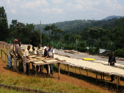 Cà phê túi lọc Yirgacheffe | Hạt cà phê Yirgacheffe Ethiopia được đặt tên như thế nào? Gợi ý túi cà phê túi lọc hương hoa quả, giá tốt mà dân công sở nhất định nên mua