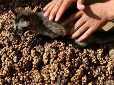Cà phê châu Á | Ba đại diện cà phê nổi tiếng của Indonesia là gì? Cà phê Indonesia có những đặc trưng hương vị nào?
