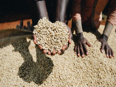 Đặc điểm vùng trồng cà phê Ethiopia: Sự khác biệt giữa hạt cà phê Sidama và hạt cà phê Yirgacheffe