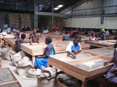 Phân loại cà phê PNG | Cà phê Papua New Guinea được phân loại như thế nào? Đặc điểm của cà phê rửa ướt Chim Thiên Đường từ Estate Sigri là gì?