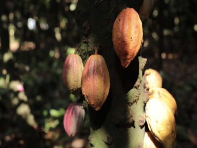 Kiến thức cơ bản về cà phê｜Hạt cacao và hạt cà phê khác nhau như thế nào? Hương vị cacao trong hạt cà phê đến từ đâu? Gợi ý hạt cà phê rang đậm vị cacao sô-cô-la đen