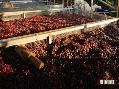 Giới thiệu các loại phương pháp chế biến hạt cà phê｜Hương vị của cà phê chế biến khô và cà phê chế biến ướt khác nhau như thế nào? Nguyên nhân dẫn đến sự khác biệt hương vị giữa cà phê chế biến khô và chế biến ướt là gì?