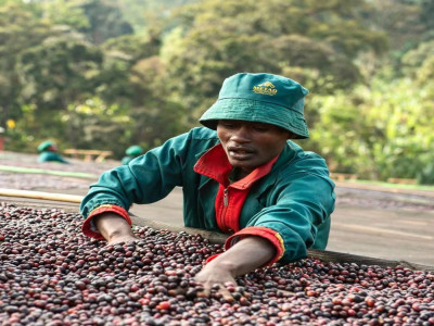 Hương hoa của Yirgacheffe Worka Coffee được mô tả như thế nào? Tại sao Yirgacheffe lại có nhiều loại đến vậy?