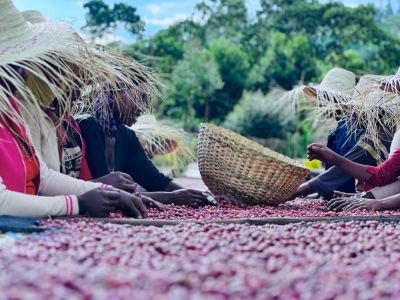 Cà phê Ethiopia Giới thiệu mới nhất về cà phê specialty Sidamo Guji Yirgacheffe Worka Kaffa Forest