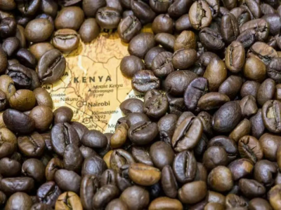 Cà phê đặc sản Kenya | Vì sao cà phê Kenya có độ nhận diện cao khi uống? Vị chua của cà phê Kenya đến từ đâu?