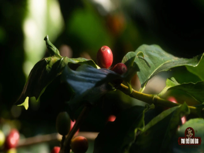 Cà phê Arabica｜Các loại hạt cà phê Arabica gồm những loại nào? Những loại hạt cà phê Arabica specialty pha pour-over ngon, không đắt có gợi ý nào?