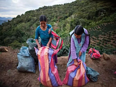 Cà phê Bolivia | Tại sao ở trong nước hiếm khi thấy cà phê Bolivia? Cà phê Bolivia có những nét độc đáo nào?w