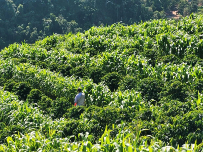 Có những thương hiệu cà phê Brazil nào? Hạt cà phê Brazil có phải là giống Arabica không và hương vị thế nào? Sự khác biệt giữa cà phê Brazil nguyên chấtn và cà phê Brazil phối trộn
