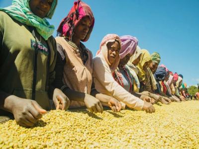 Các vùng trồng cà phê Ethiopia, giới thiệu sáu loại cà phê hạt rang xay đặc sản tuyển chọn của Ethiopia. So sánh đặc trưng hương vị giữa cà phê chế biến khô và chế biến ướt của châu Phi